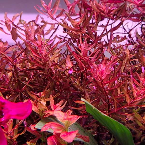 Rotala Yerabje Saksı Canlı Bitki