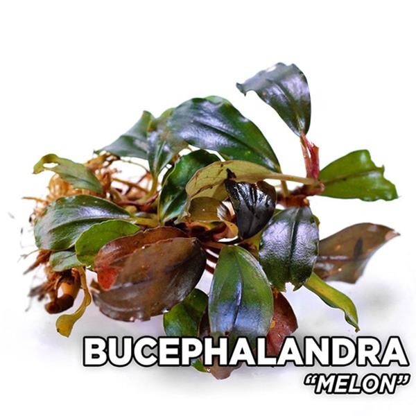 Bucephalandra Melon Saksı Canlı Bitki