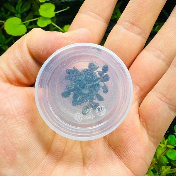 Bucephlandra Kedagang Mini Round Küçük In Vitro Cup Canlı Bitki