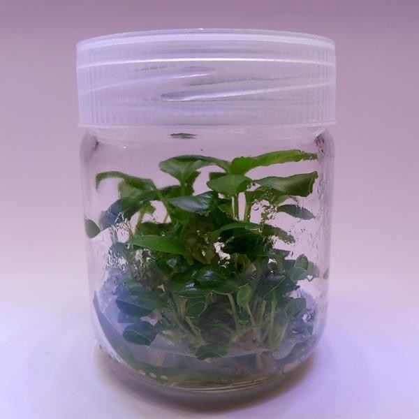 Anubias Heterophylla Mini In Vitro