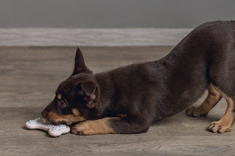 Beeztees Yavru Köpek Diş Oyuncağı, İçi Dolu Halka, Kauçuk, Pembe, 10cm