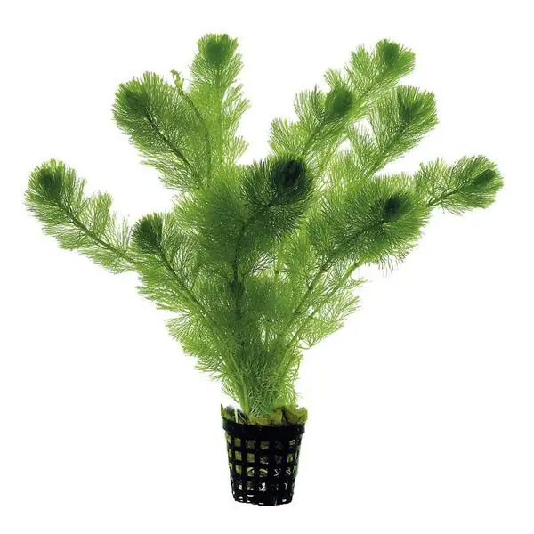 Cabomba Aquatica Saksı Canlı Bitki