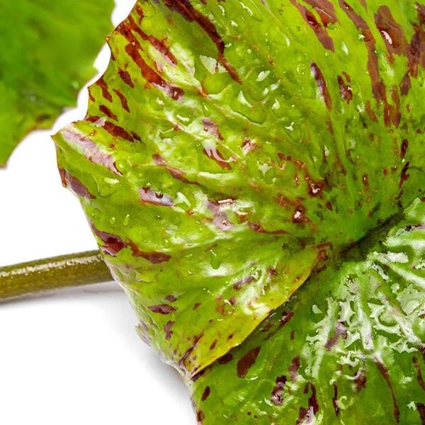 Nymphaea Zenkeri Green Yumru Soğan Canlı Bitki