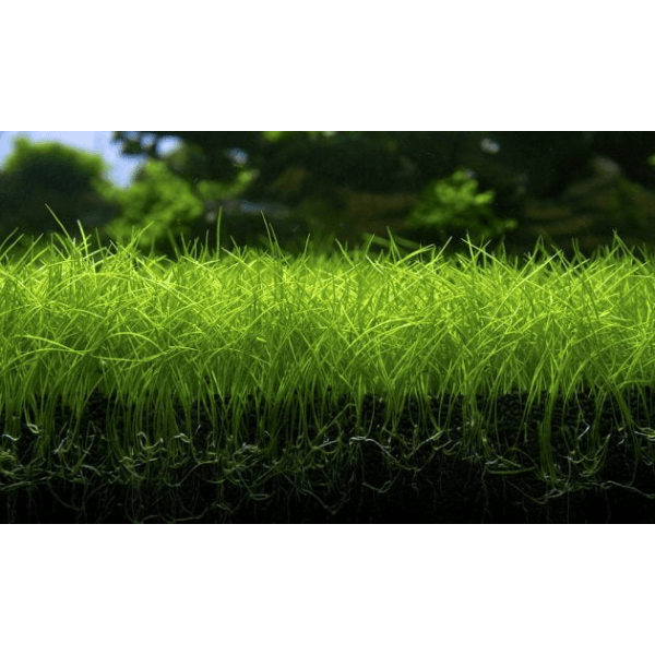 Eleocharis Parvula Mini In Vitro Canlı Bitki