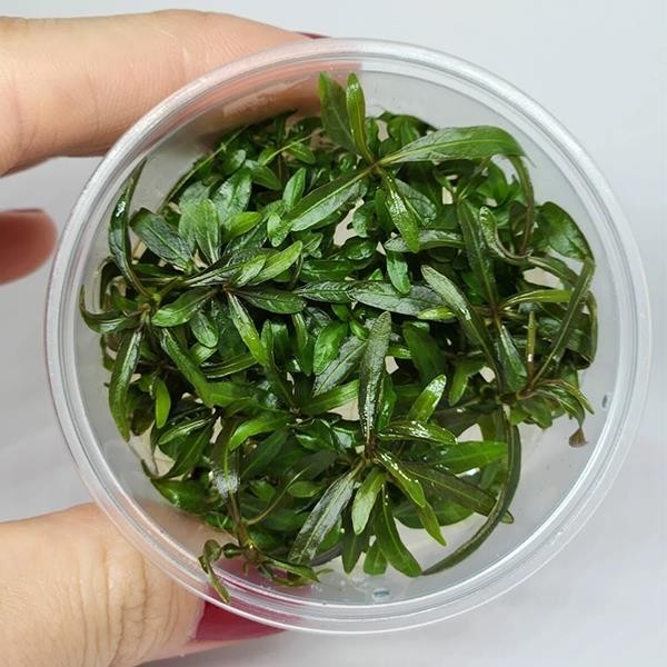 Hygrophila Araguaia In Vitro Canlı Bitki