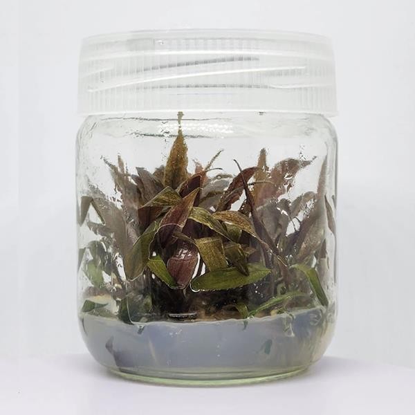 Cryptocoryne Tonkinensis In Vitro Canlı Bitki