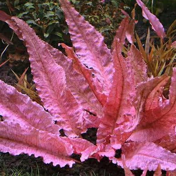 Cryptocoryne Flamingo Saksı Canlı Bitki