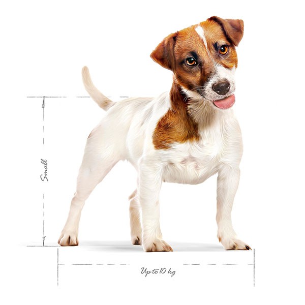 Royal Canin Mini Adult Yetişkin Köpek Maması 2 Kg