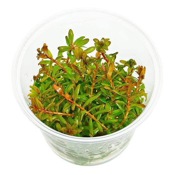 Rotala Orange Juice In Vitro Canlı Bitki