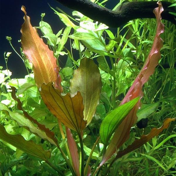 Echinodorus Rose In Vitro Canlı Bitki