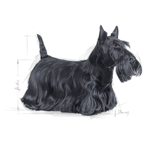 Royal Canin Dermacomfort Mini Yetişkin Köpek Maması 3 Kg