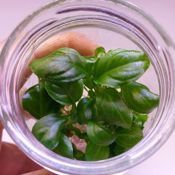 Anubias Heterophylla Mini In Vitro