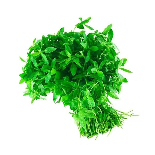 Alternanthera Sessilis Green Saksı Canlı Bitki