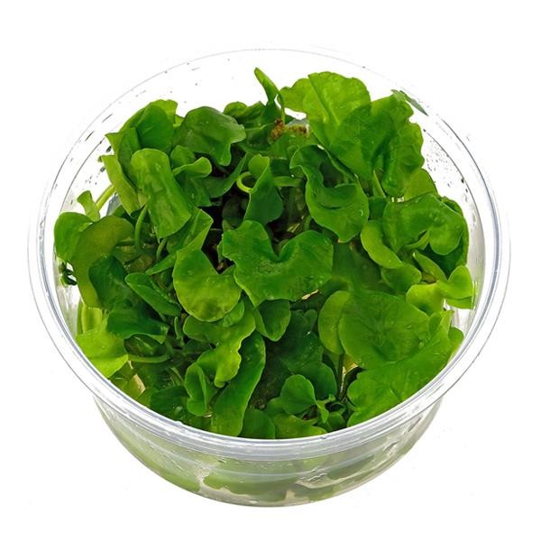 Nymphoides Hydrophylla Taiwan In Vitro Canlı Bitki