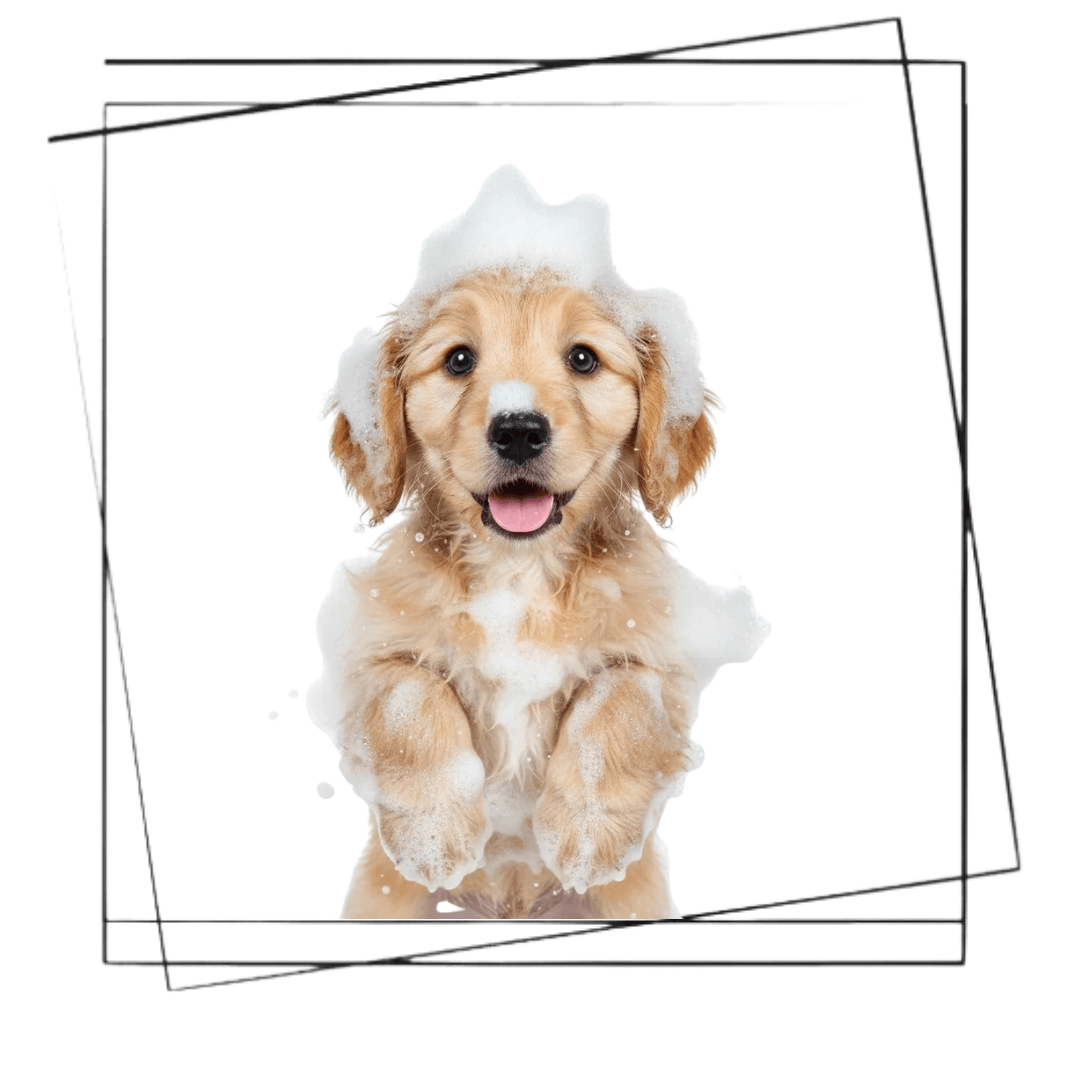 Köpek Şampuanı Nasıl Seçilir? En İyi Köpek Şampuanı Markaları & Fiyatları