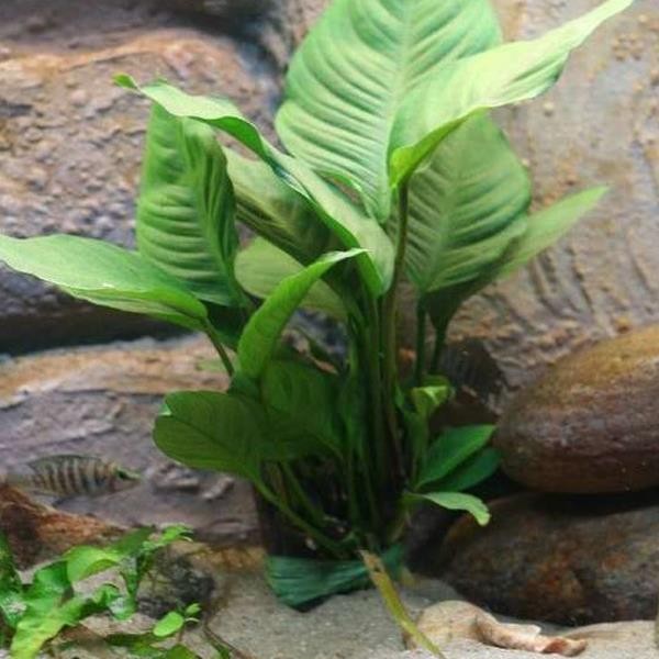 Anubias Heterophylla Mini In Vitro