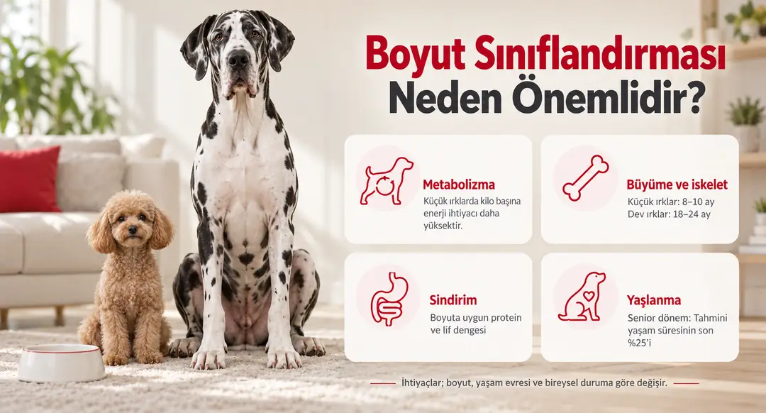 Boyut sınıflandırması , metabolizma , büyüme ve iskelet , sindirim , yaşlanma için önemlidir.