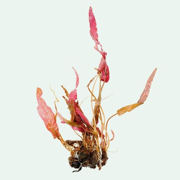 Barclaya Longifolia Red Bulb Soğan