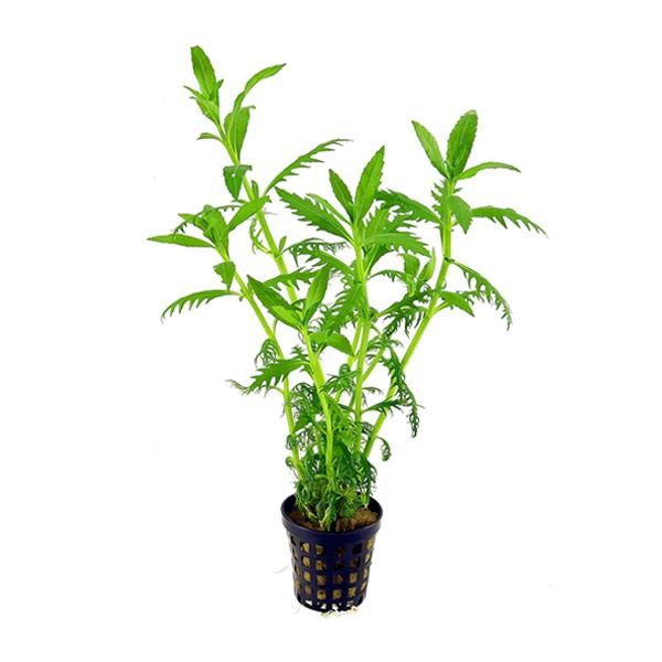 Hygrophila Balsamica Saksı Canlı Bitki