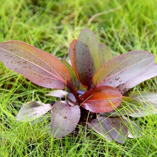 Echinodorus Red Chameleon Saksı Canlı Bitki