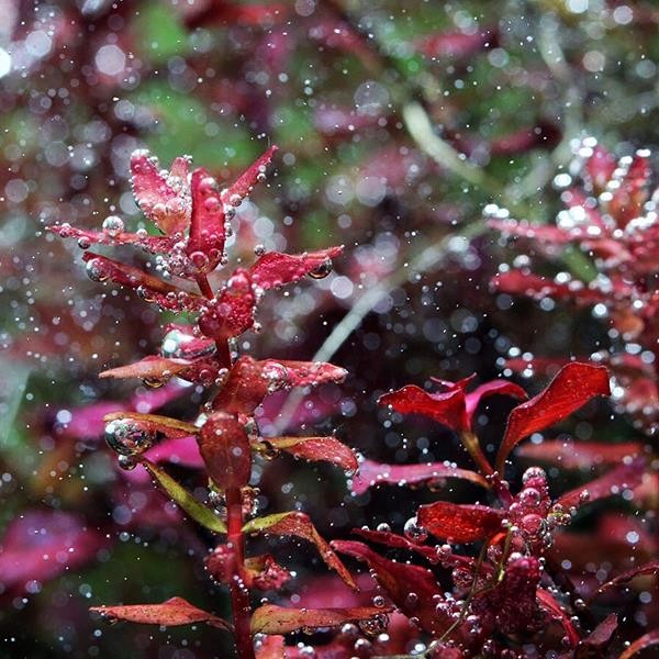 Rotala Macrandra Mini Butterfly In Vitro Canlı Bitki