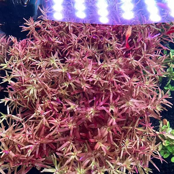 Rotala Macrandra Narrow Leaf In Vitro Canlı Bitki