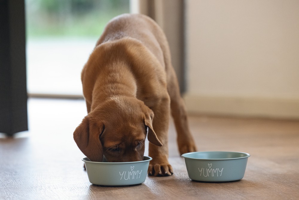 Beeztees Yavru Köpek Mama Su Kabı, Paslanmaz Çelik, Kaymaz Taban, Turkuaz, 13cm, 470ml