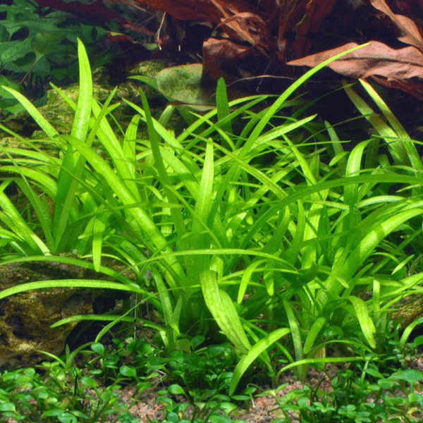 Sagittaria Subulata Saksı Canlı Bitki