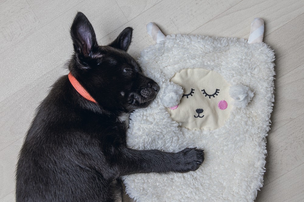 Beeztees Yavru Köpek Oyuncağı, Peluş, Beyaz, 40x22x5cm