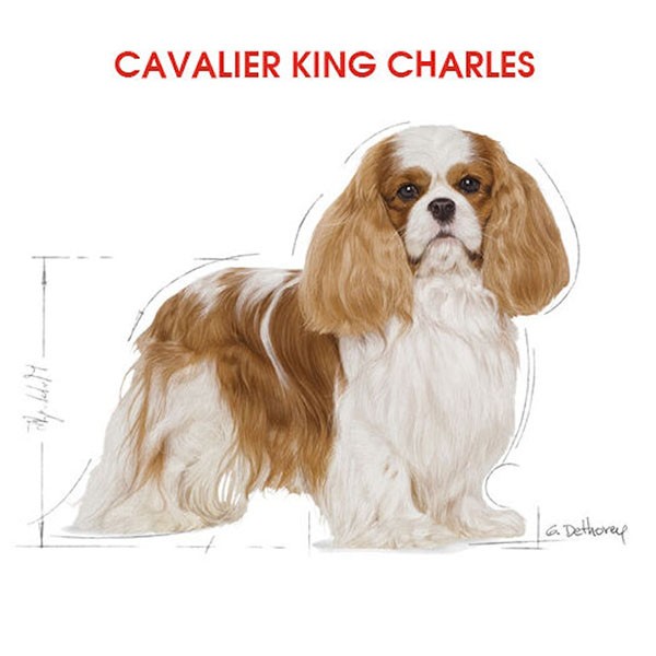 Royal Canin Adult Cavalier King Charles Yetişkin Köpek Maması 1,5Kg