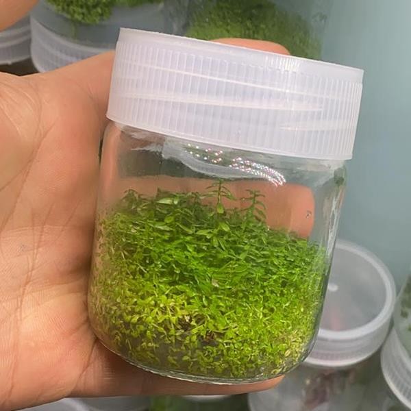 Rotala Manipurensis In Vitro Canlı Bitki