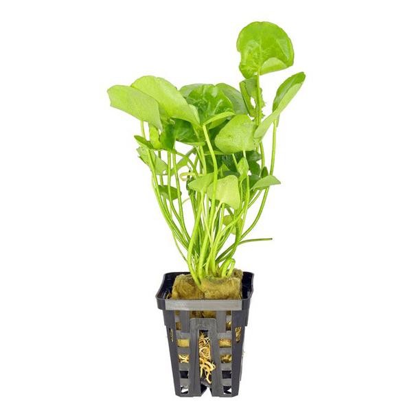 Nymphoides Hydrophylla Taiwan Saksı Canlı Bitki