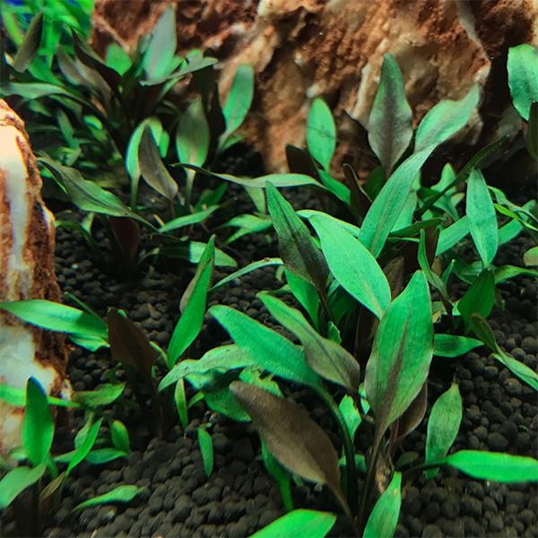 Cryptocoryne Walkeri Lutea In Vitro Canlı Bitki