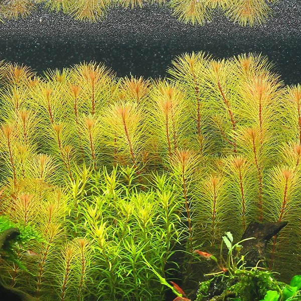 Rotala Bossi In Vitro Canlı Bitki