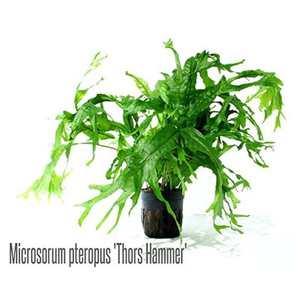 Microsorum Pteropus Thors Hammer Saksı Canlı Bitki