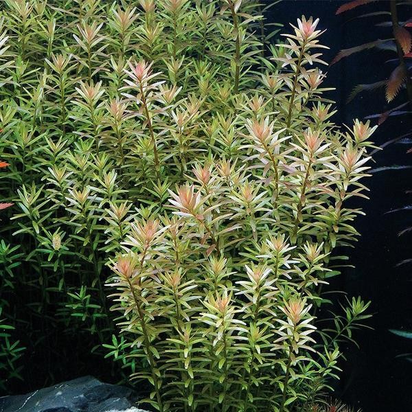 Rotala Rotundifolia In Vitro Canlı Bitki 500cc