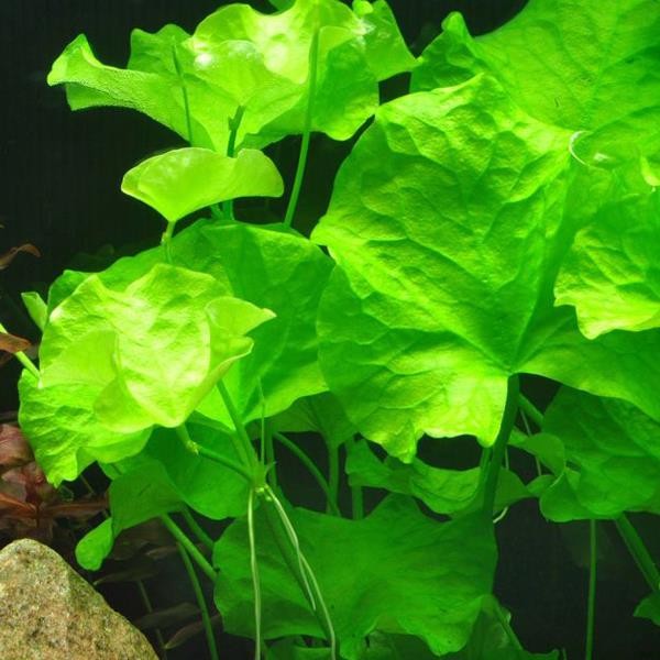 Nymphoides Hydrophylla Taiwan In Vitro Canlı Bitki