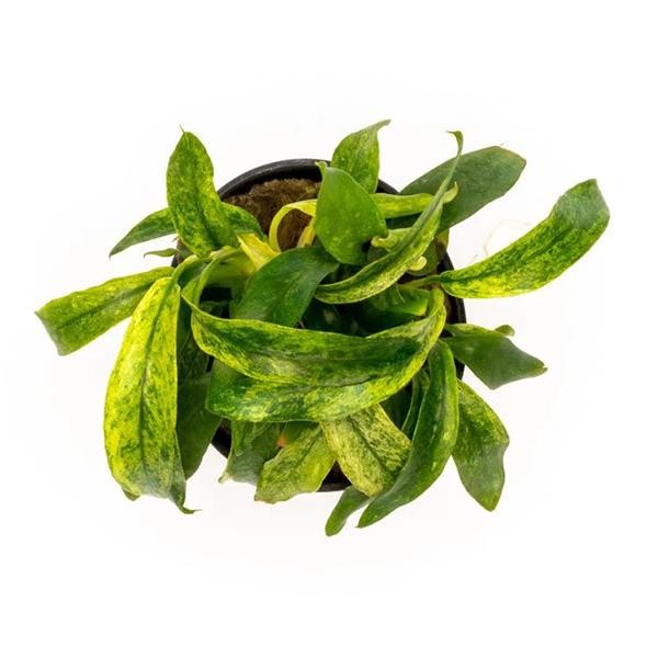 Anubias Minima Variegated Saksı Canlı Bitki