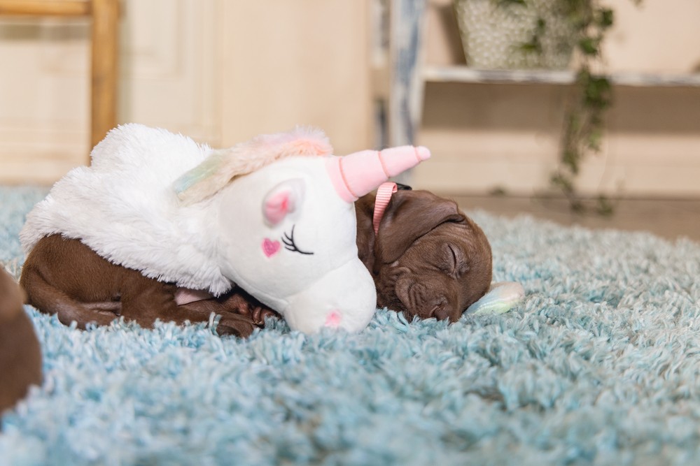 Beeztees Yavru Köpek Oyuncağı, Unicorn, Peluş, Beyaz, 49x10x14cm