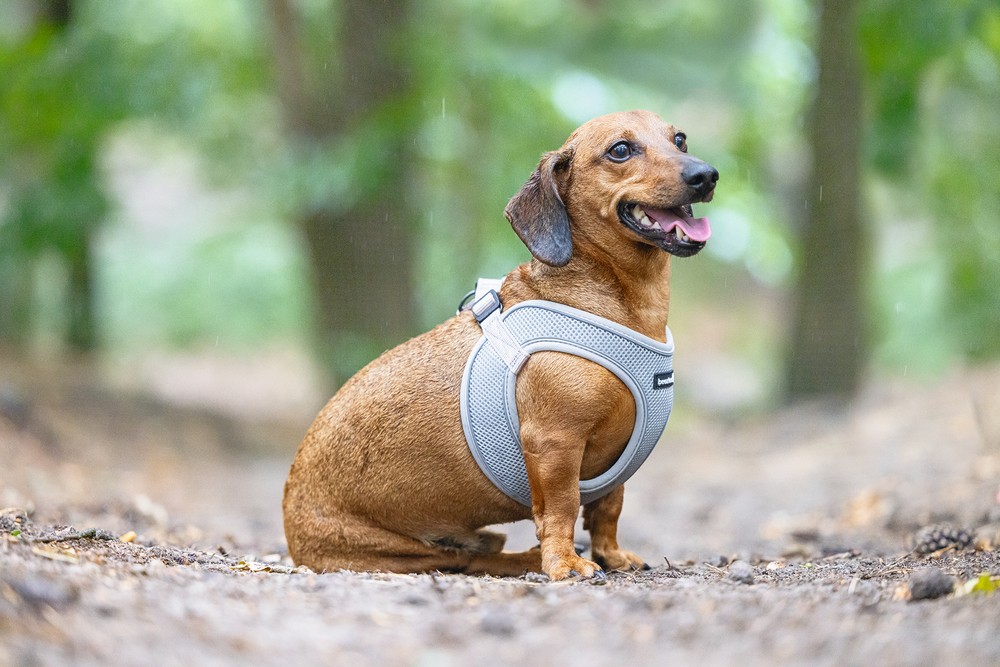 Beeztees Köpek Göğüs Tasması, Neopren, Gri, S, 38-44cm