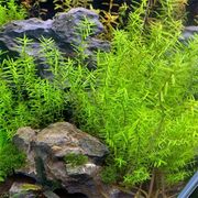 Rotala
