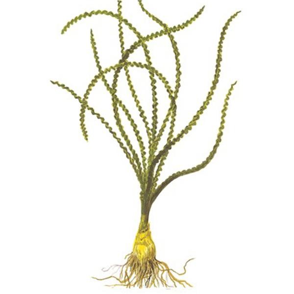 Tropica Crinum Calamistratum Soğan Canlı Bitki