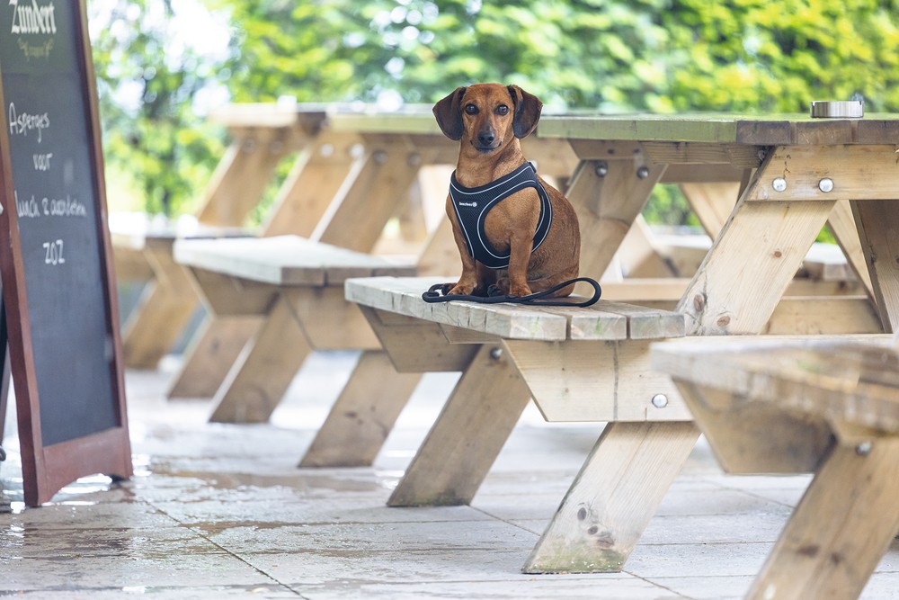 Beeztees Köpek Göğüs Tasması, Neopren, Siyah, XS, 30-35cm