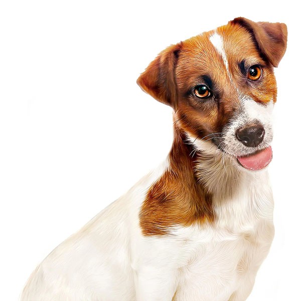 Royal Canin Küçük Irk Konserve Köpek Maması 195gr