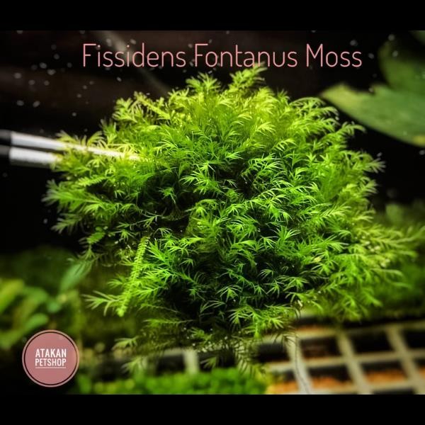 Fissidens Fontanus Moss Kutu Canlı Bitki