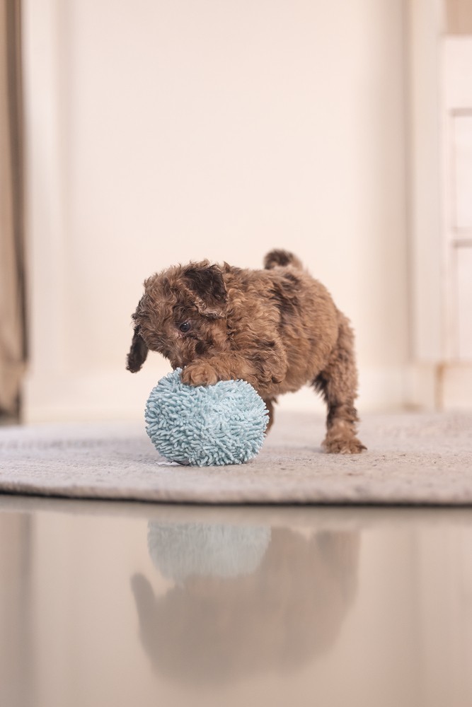 Beeztees Yavru Köpek Oyuncağı, Top, Peluş, Mavi, 10cm