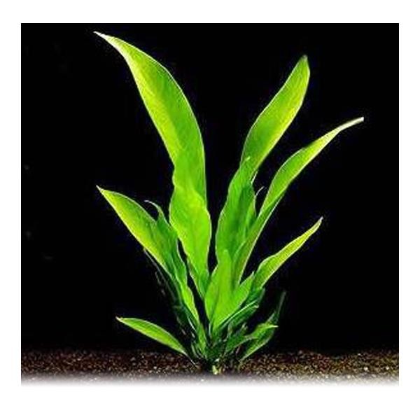Anubias Congensis 5-6 Yapraklı Kök Canlı Bitki