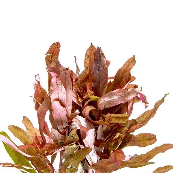 Ammania Senegalensis In Vitro Canlı Bitki