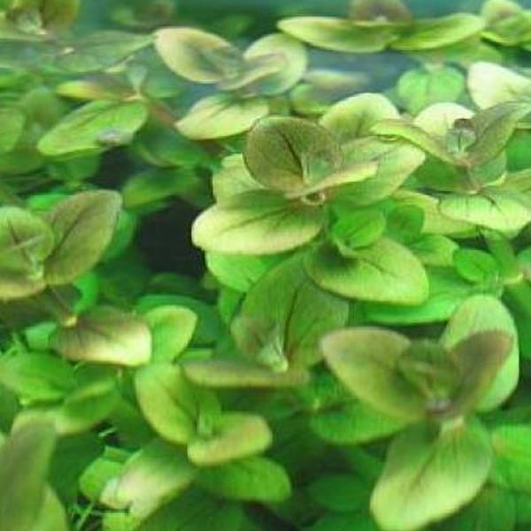 Bacopa Salzmannii sp Araguaia Saksı Canlı Bitki