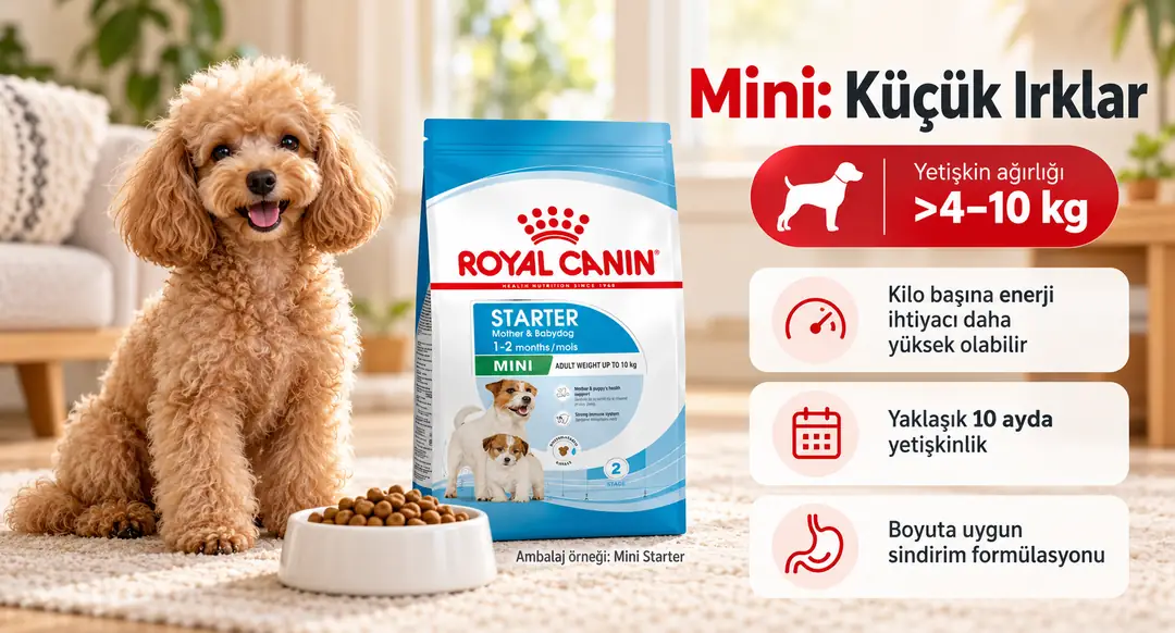 Mini grubu, yetişkinlik döneminde 4 kg üzeri ile 10 kg arası ağırlığa ulaşan köpekleri kapsar
